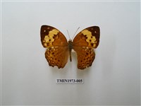 藏品(黃襟蛺蝶)的圖片